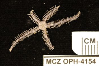 Media type: image;   Invertebrate Zoology OPH-4154